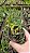 Dendrobium Harveyanum ( MUDA POTE ) - Imagem 3