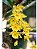 Dendrobium Harveyanum ( MUDA POTE ) - Imagem 1