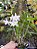 Dendrobium Angel Baby ‘Love Pocket’ - Imagem 2