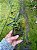 Dendrobium christyanum - Imagem 2