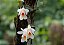 Dendrobium christyanum - Imagem 1