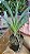 Angraecum Veitchii (sesquipedale x eburneum) - Imagem 3