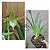Angraecum Veitchii (sesquipedale x eburneum) - Imagem 1