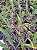 RENANTHERA MONACHICA X VANDA FALCATA ( ADULTA ) - Imagem 3