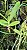 SMITINANDIA MICRANTHA - Imagem 2