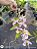 Dendrobium anosmum X Dendrobium Cretaceum - Imagem 2