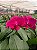 PHALAENOPSIS FULL RED - Imagem 1