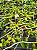 DENDROBIUM ANOSMUM COERULEA PLANTA ASULTA - Imagem 3