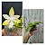 Phalaenopsis Hieroglyphica " Alba" - Imagem 1