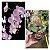 PHALAENOPSIS SANDERIANA PLANTA ADULTA - Imagem 1