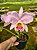 Cattleya lueddemanniana vinicolor - Imagem 1