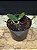 PHALAENOPSIS SANDERIANA ( MUDA POTE 7 ) - Imagem 5