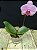 PHALAENOPSIS MA CHERIE - Imagem 3