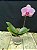 PHALAENOPSIS MA CHERIE - Imagem 2