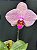 PHALAENOPSIS MA CHERIE - Imagem 1