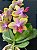 Phalaenopsis Sweet Memory 'Liodoro' (( NO KOKEDAMA )) - Imagem 1