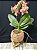 Phalaenopsis Sweet Memory 'Liodoro' (( NO KOKEDAMA )) - Imagem 2