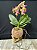 Phalaenopsis Sweet Memory 'Liodoro' (( NO KOKEDAMA )) - Imagem 3
