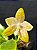 Phalaenopsis hieroglyphica var. flava - Imagem 1