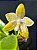 Phalaenopsis hieroglyphica var. flava - Imagem 2