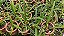 kit com 3 unidades Holcoglossum Amesianum, Holcoglossum Wangii ,Holcoglossum subulifolium x rhyncostolis gigantea - Imagem 2