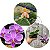 KIT 3 UNIDADES DE PHALAENOPSIS ESPECIAIS PLANTAS ADULTAS - Imagem 1