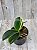 KIT 3 UNIDADES DE PHALAENOPSIS ESPECIAIS PLANTAS ADULTAS - Imagem 4
