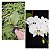 KIT DE 3 PHALAENOPSIS ESPECIES - Imagem 2