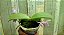 KIT DE 3 PHALAENOPSIS ESPECIES - Imagem 3