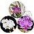 KIT DE 3 PHALAENOPSIS ESPECIES - Imagem 1