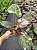Philodendron Pink Pincess - Imagem 2