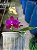 PHALAENOPSIS MIKI PURE LOVE RED KING " 691" - Imagem 2