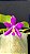 PHALAENOPSIS PULCHRA "SELECT " - Imagem 1