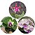 KIT #1 COM 3 PHALAENOPSIS ESPECIES - Imagem 1