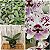 KIT #2 PHALAENOPSIS ESPECIE - Imagem 4