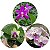 KIT#3 PHALAENOPSIS ESPECIE - Imagem 1