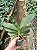 KIT #4 PHALAENOPSIS ESPECIE - Imagem 2
