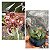 FRASCO DE PHALAENOPSIS GIGANTEA - Imagem 1