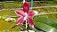PHALAENOPSIS SPECIOSA II - Imagem 1