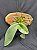 PHALAENOPSIS GIGANTEA PLANTA ADULTA - Imagem 4
