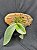 PHALAENOPSIS GIGANTEA PLANTA ADULTA - Imagem 3