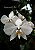 PHALAENOPSIS AMABILIS X SIB ( MUDA ) - Imagem 1