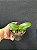 PHALAENOPSIS AMABILIS X SIB ( MUDA ) - Imagem 2