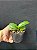 PHALAENOPSIS AMABILIS X SIB ( MUDA ) - Imagem 3