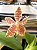 Phalaenopsis Hieroglyphica ( pre adulta ) - Imagem 1