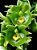CATASETUM EXPANSUM GREEN VELVET - Imagem 1