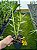 DENDROBIUM TIONGII PLANTA ADULTA - Imagem 4