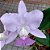 kit com 10 mudas de cattleya walkeriana - Imagem 4