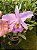 CATTLEYA PORTIA COERULEA - Imagem 1