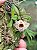 Dendrobium hekouense ( planta adulta ) - Imagem 1